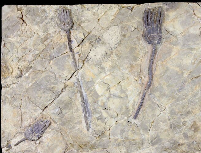 Crinoid (Encrinus) Plate - Alverdissen, Germany #125926